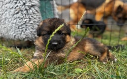 German Shepherd dogs for sale: Last stunning male puppy available  - Image 4