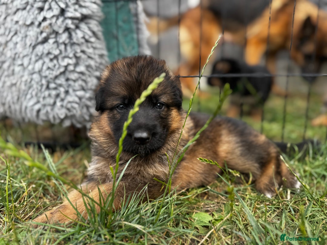 German Shepherd dogs for sale: Last stunning male puppy available  - Image 4