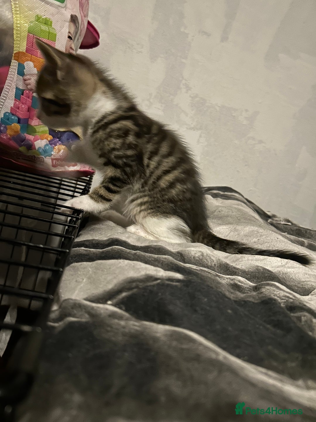 Mixed Breed cats for sale: Kittens are ready now  - Advert 11