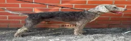 Bedlington Terrier dogs for sale: Bedlington terrier pups for sale  - Advert 10