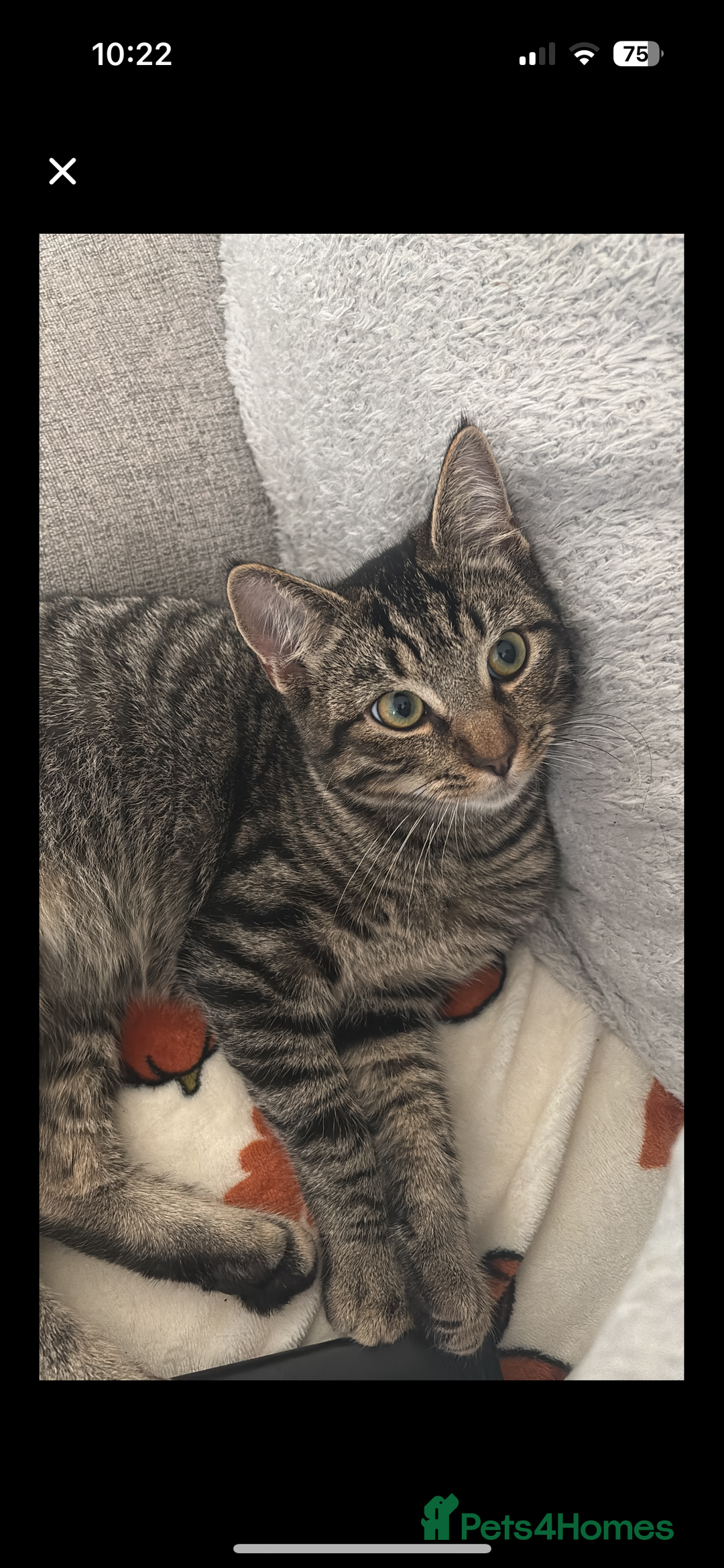 Mixed Breed cats for sale: Mitch & Bingo  - Advert 5