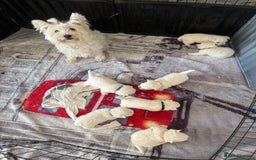 West Highland Terrier dogs for sale: KC West Highland Terrier - Image 6