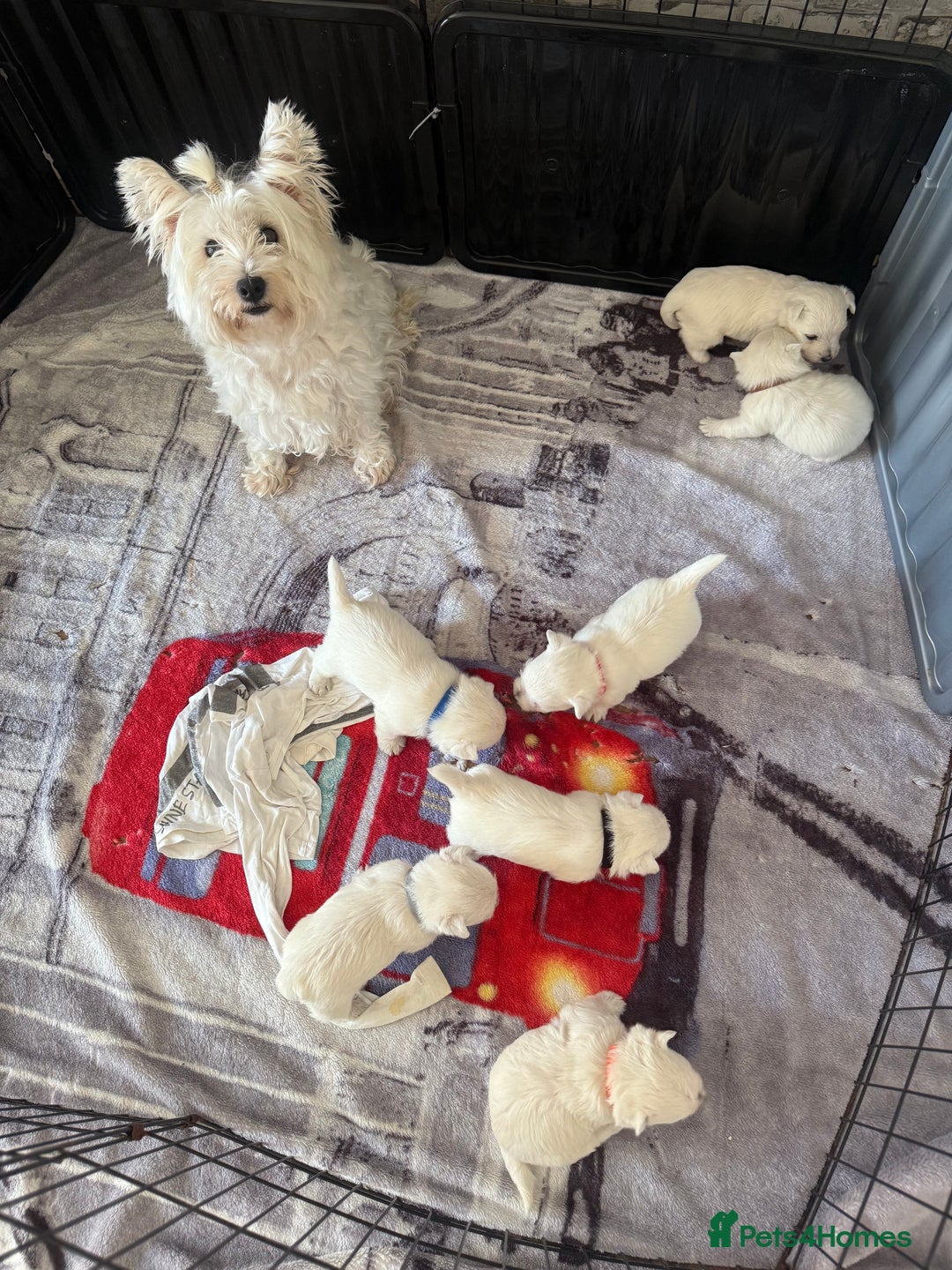 West Highland Terrier dogs for sale: KC West Highland Terrier - Image 6