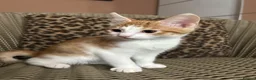Mixed Breed cats for sale: Gorgeous Fluffy Kittens. Beautiful Little Souls🤍 - Advert 19