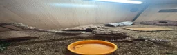 Leopard Gecko reptiles for sale: female leopard gecko in Horsham - Advert 4