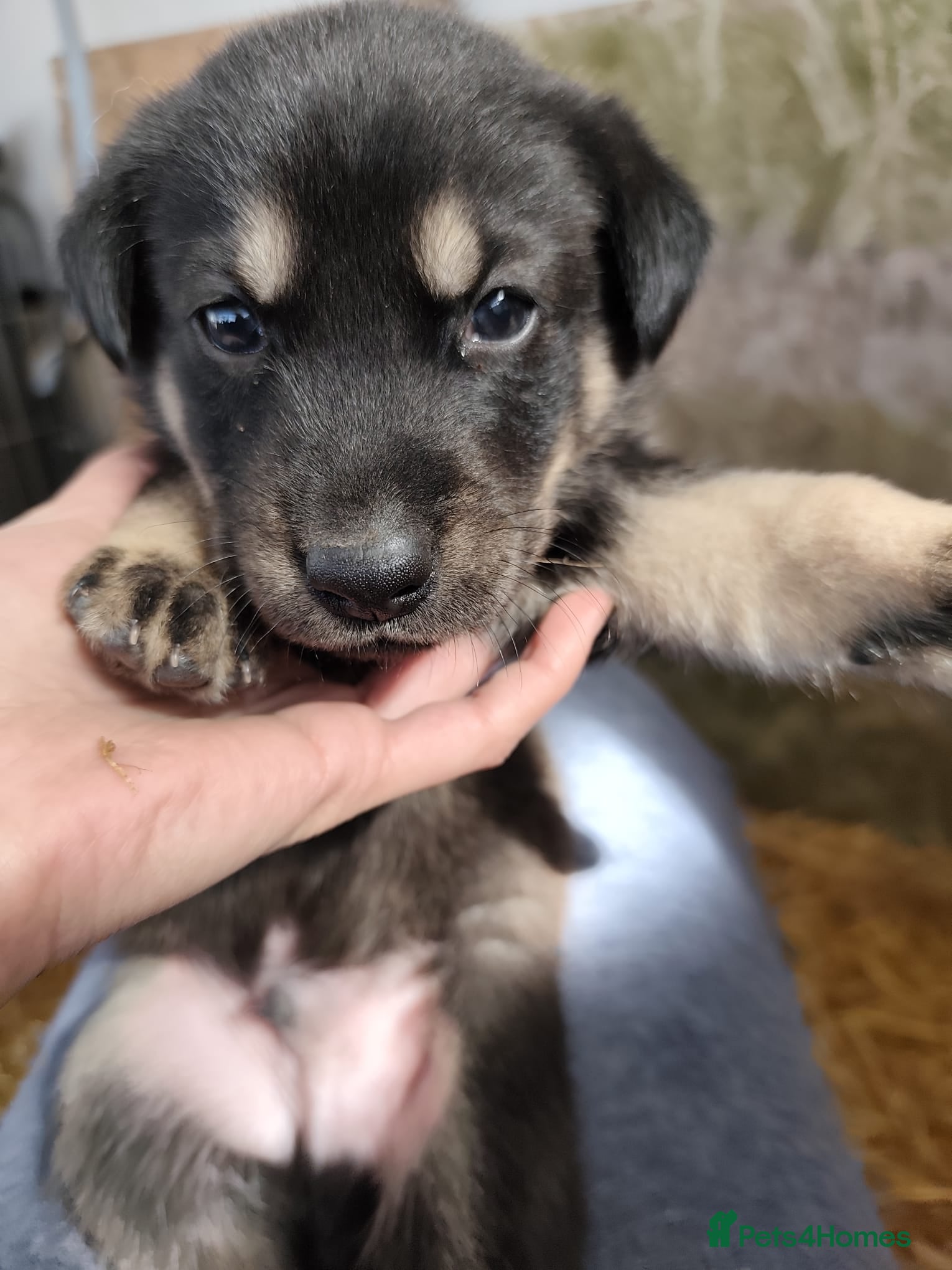 German Shepherd dogs 6 Beautiful German Shepherd Puppies (5 LEFT) - Advert 18