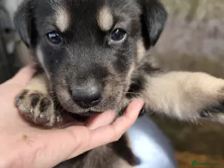 German Shepherd dogs 6 Beautiful German Shepherd Puppies (5 LEFT) - Advert 18