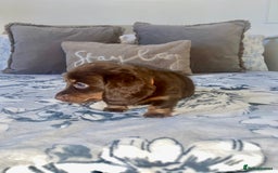 Miniature Dachshund dogs for sale: KC Championship line miniature dachshunds  - Image 23