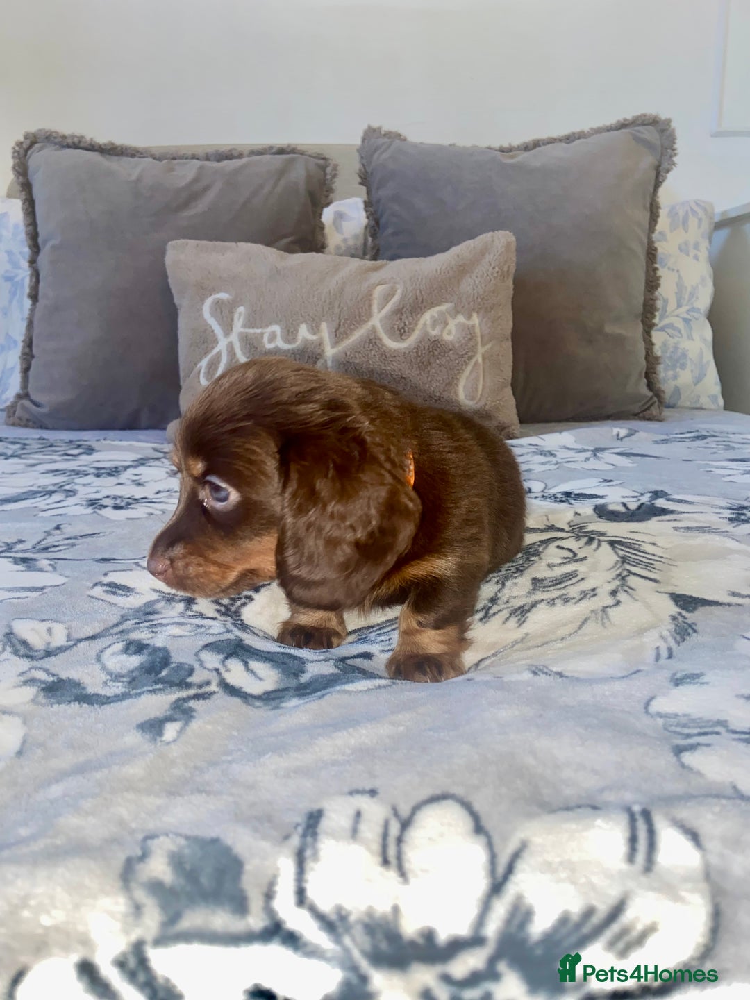 Miniature Dachshund dogs for sale: KC Championship line miniature dachshunds  - Image 23