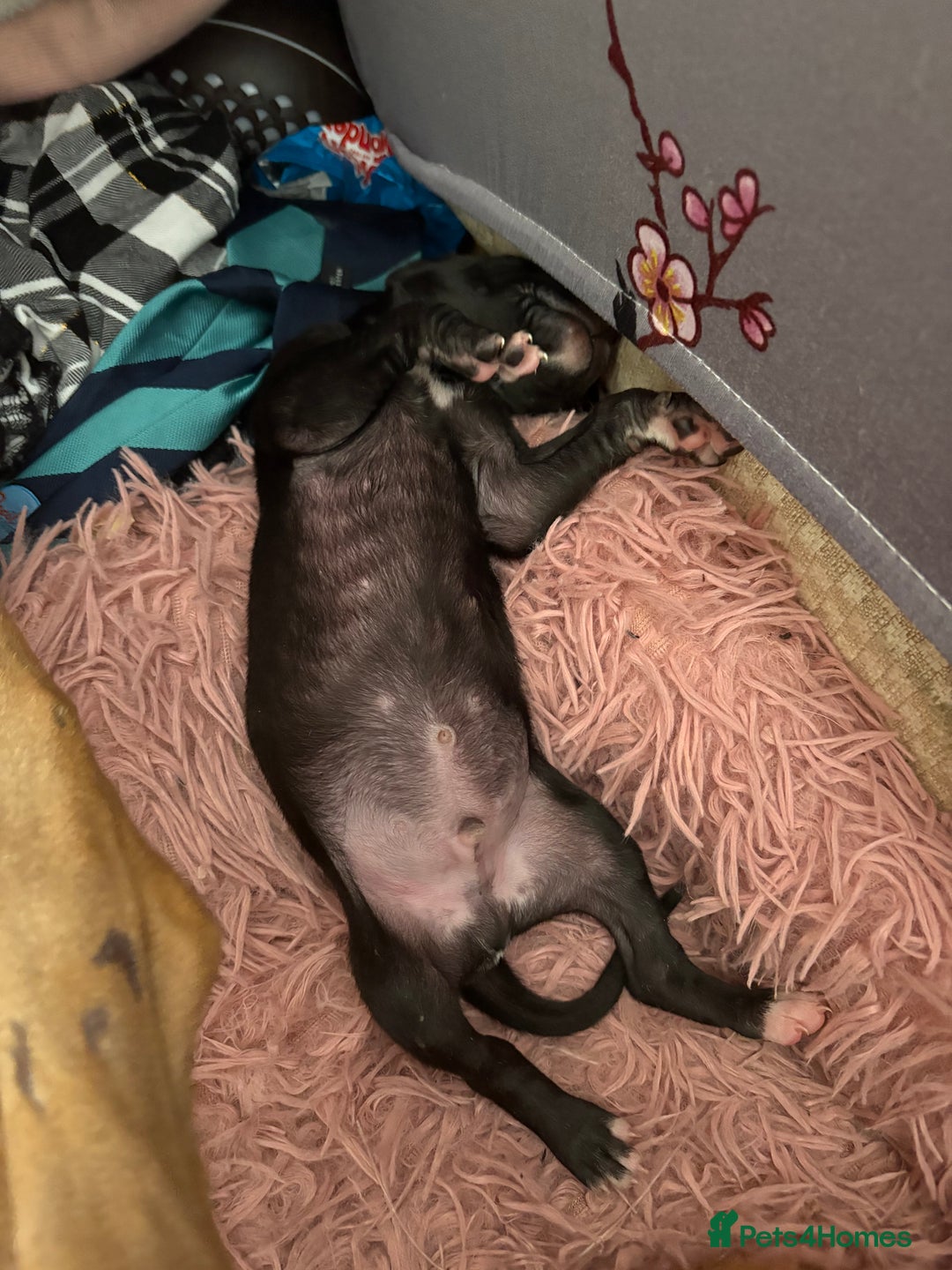Mixed Breed dogs for sale: Saluki x lurcher/whippet puppies - Image 11