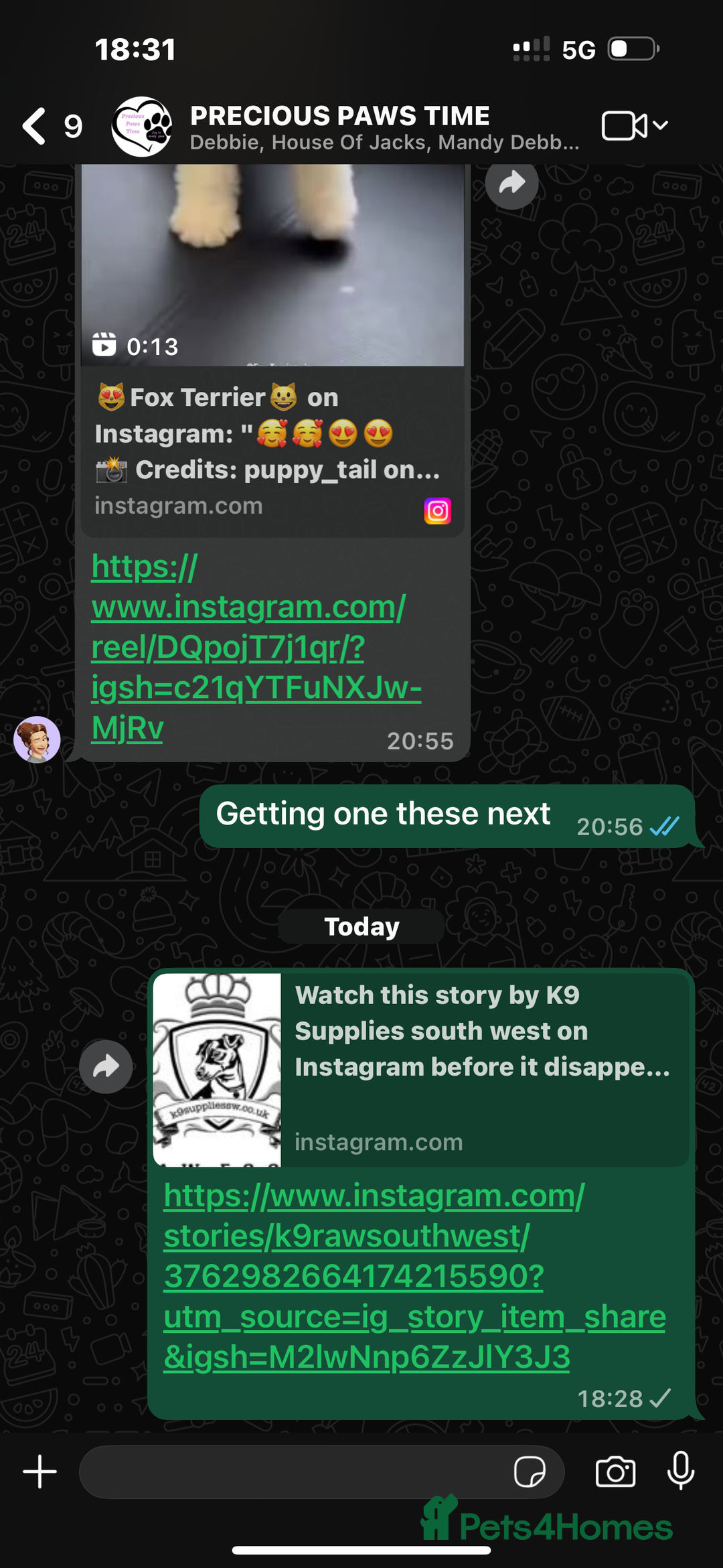 Jack Russell dogs for sale: Jack Russell puppies miniature - Advert 8