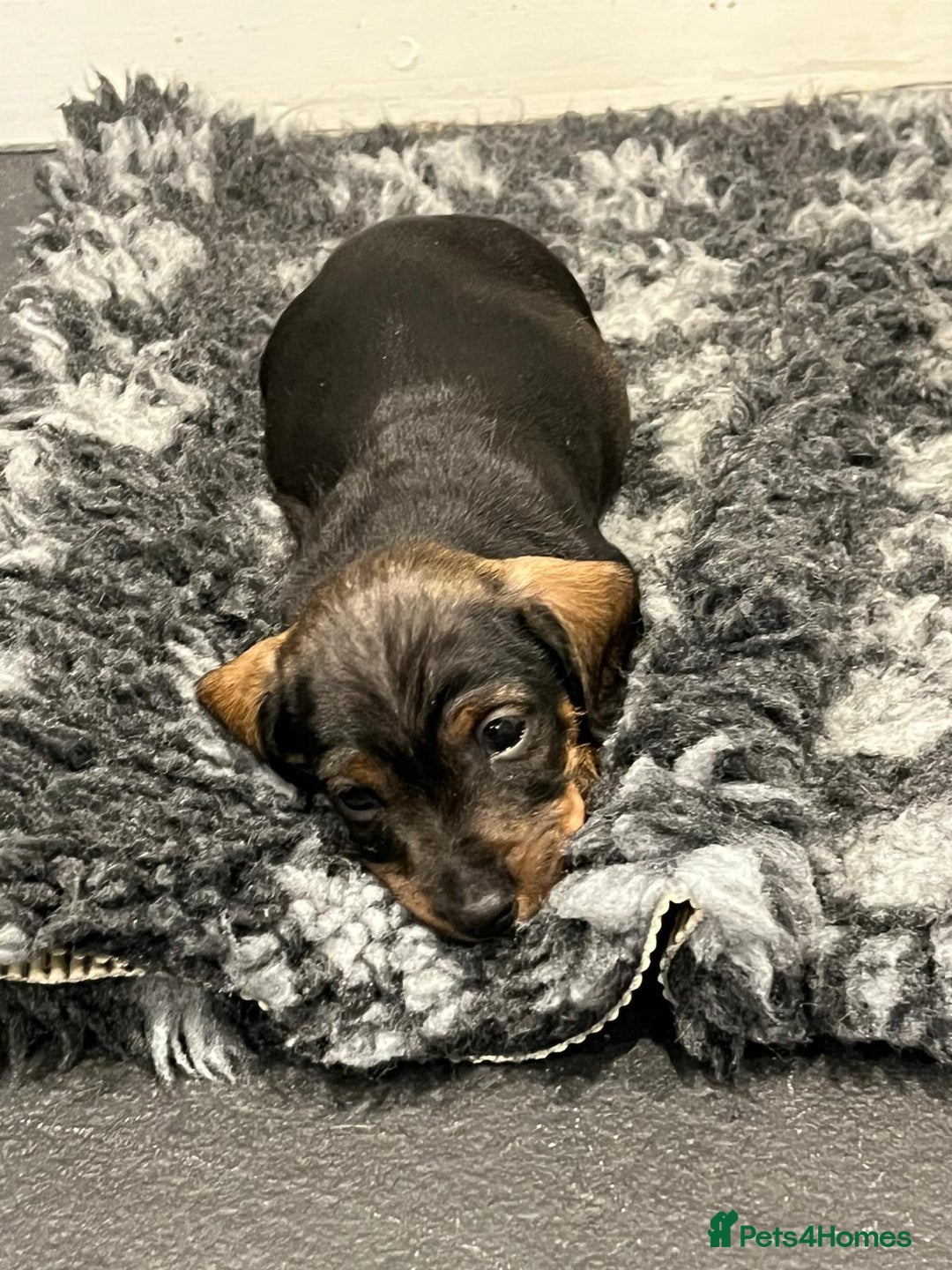 Miniature Dachshund dogs for sale: Miniature Dachshund - Image 4