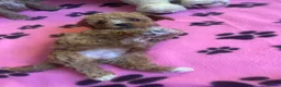 Maltipoo dogs for sale: RARE Tiny F1B Asian maltipoo puppies - Advert 7