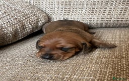 Miniature Dachshund dogs for sale: Miniature dachshund dog  - Image 2