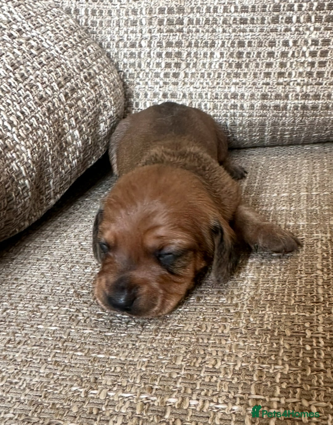 Miniature Dachshund dogs for sale: Miniature dachshund dog  - Image 2