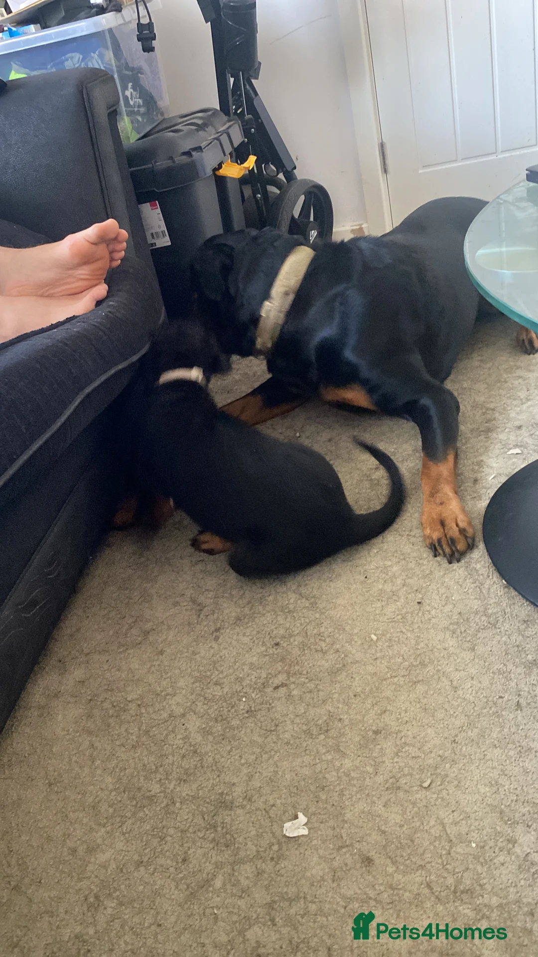 Rottweiler dogs for sale: Germany and America Rottweiler mix - Advert 2