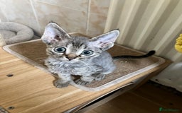 Devon Rex cats for sale: GCCF Registered Pedigree Devon Rex Kittens ❤️ in Leeds - Image 2