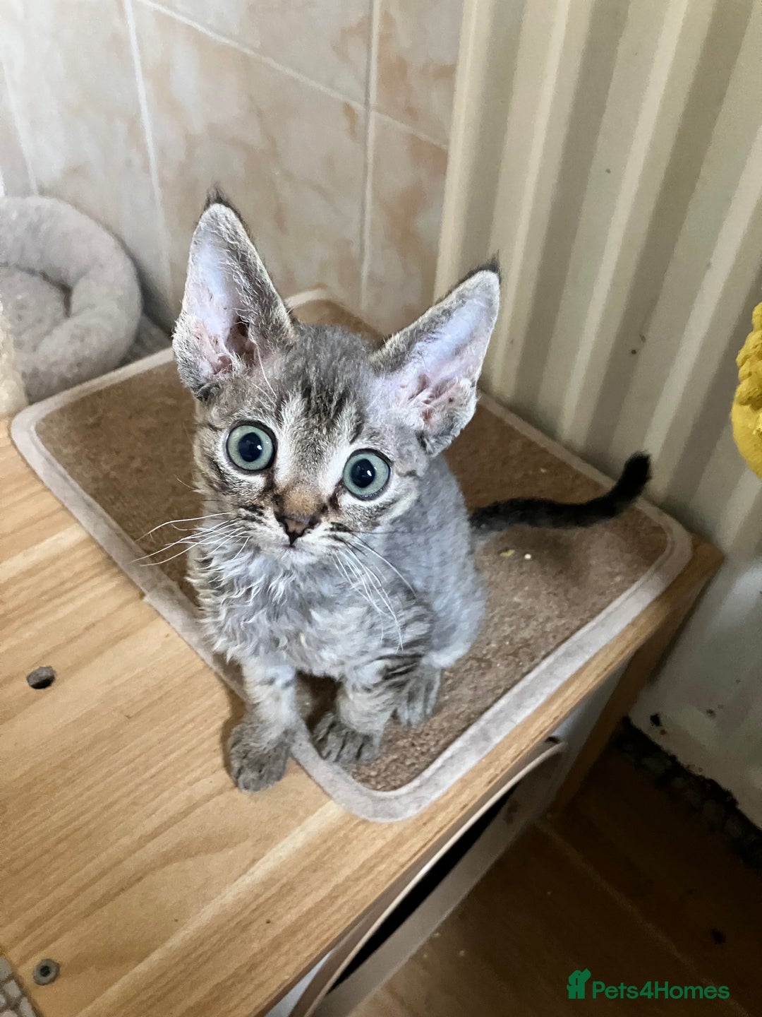 Devon Rex cats for sale: GCCF Registered Pedigree Devon Rex Kittens ❤️ in Leeds - Image 2