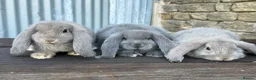 French Lop rabbits for sale: Stunning xl French lops  - Advert 18