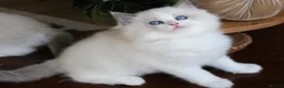 Ragdoll cats for sale: beautiful purebred Ragdoll kittens - Advert 9