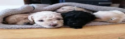 Toy Poodle dogs for sale: Adorable 3/4 Toy Poodle 1/4 Maltipoo Puppies - Advert 9