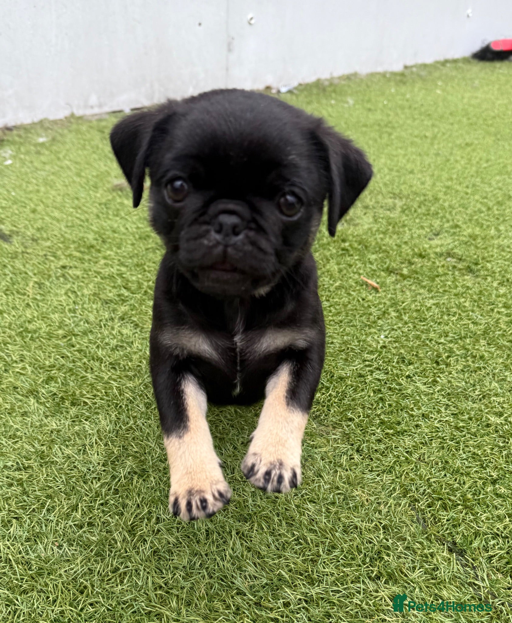 Pug dogs Absolutely Stunning KC registered Pug Puppies  - Advert 6