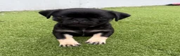 Pug dogs for sale: Absolutely Stunning KC registered Pug Puppies  - Advert 13