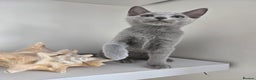Russian Blue cats for sale: TOP Quality TICA Reg Russian blue kittens - Advert 8