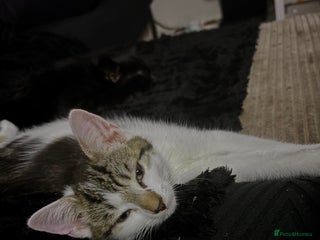 Mixed Breed cats - Advert 30