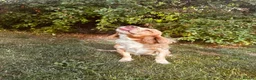 Cocker Spaniel dogs for sale: Working Cocker Spaniel Puppies in Sheerness - Advert 12
