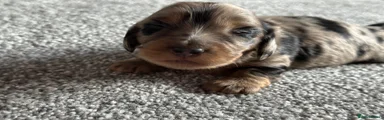 Miniature Dachshund Puppy 3