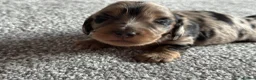 Miniature Dachshund dogs for sale: Miniature long haired dachshunds  - Advert 8