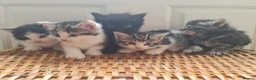 Mixed Breed cats for sale: 5 kittens for sale  - Advert 16