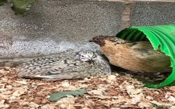 Quail poultry for sale: Jumbo & Celadon (blue egg) Coturnix Quail & eggs - Image 11
