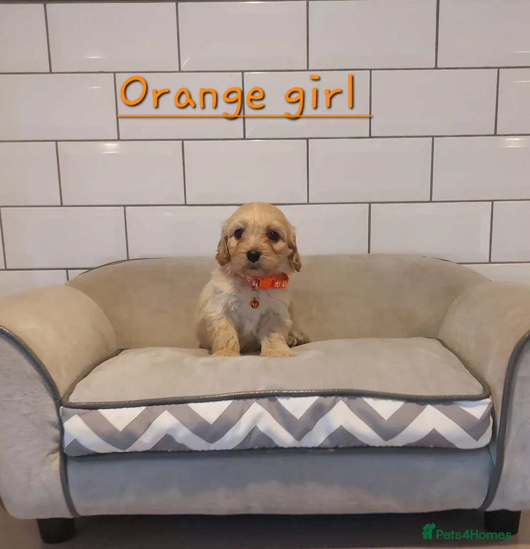 Cavachon dogs for sale: Beautiful Cavachon puppies 💕 - Advert 7