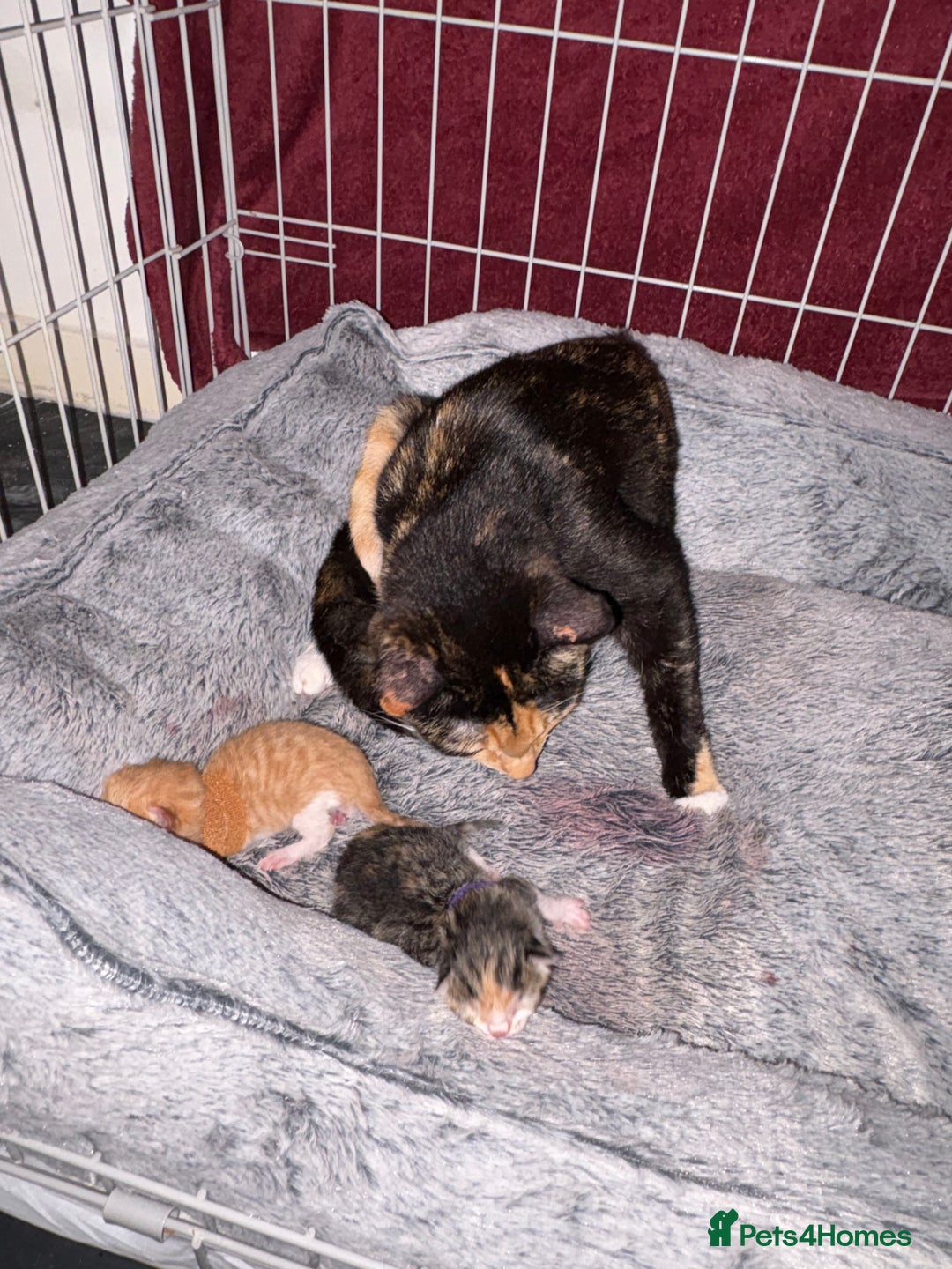 Mixed Breed cats for sale: Newborn kittens  - Advert 12