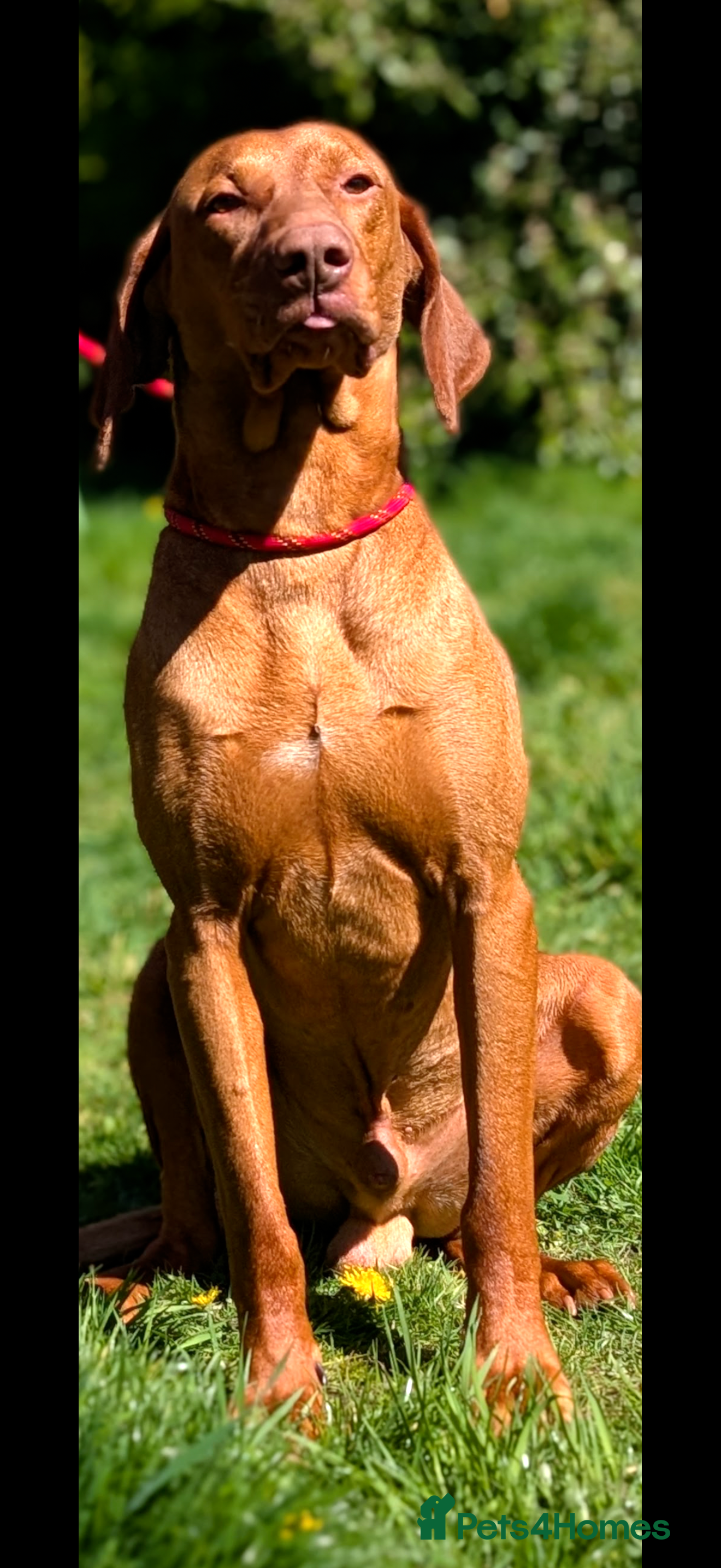 Hungarian Vizsla dogs Clever Trained Boy  - Advert 2