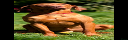 Hungarian Vizsla dogs for sale: Clever Trained Boy  - Advert 1