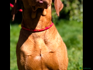 Hungarian Vizsla dogs Clever Trained Boy - Advert 9
