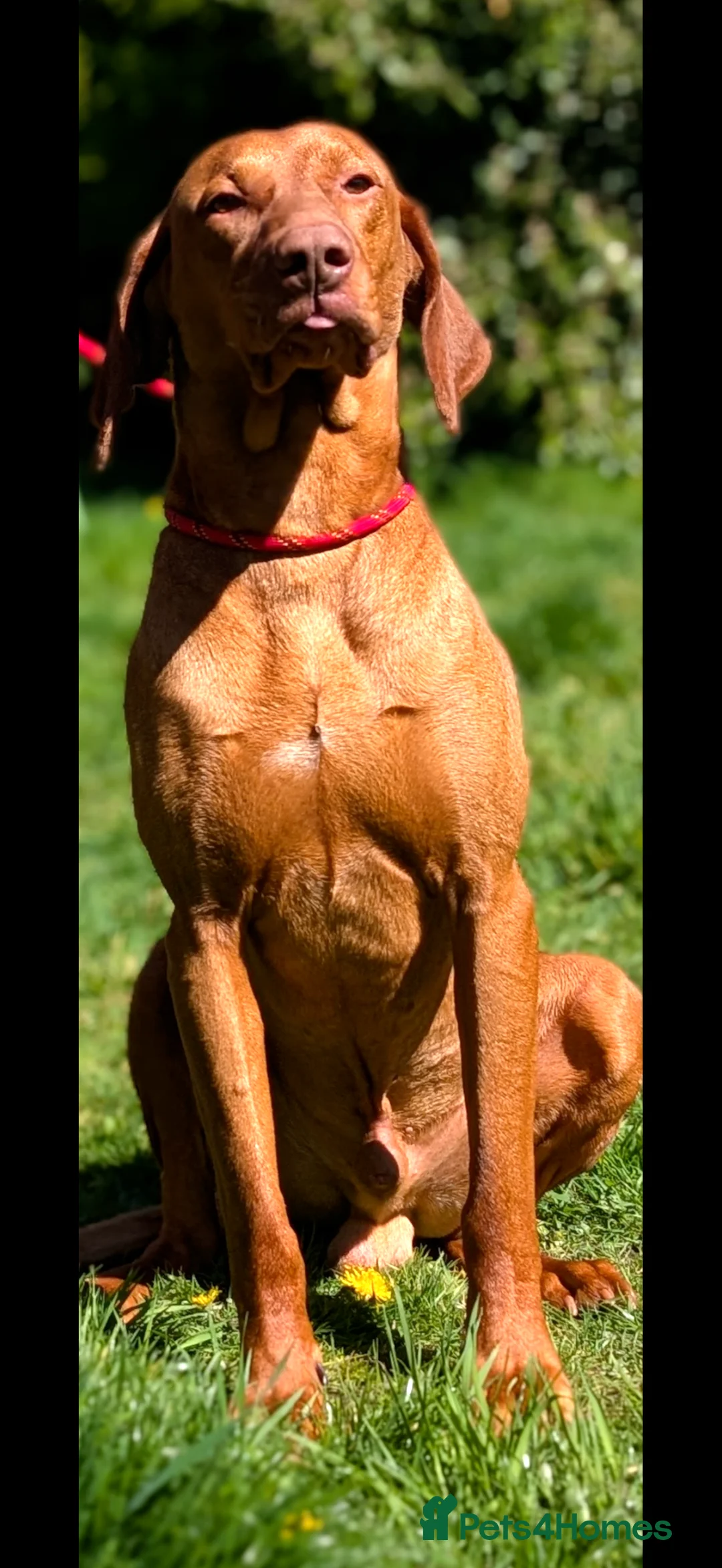 Hungarian Vizsla dogs for sale: Clever Trained Boy  - Advert 1