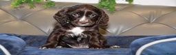 Cocker Spaniel dogs for sale: Kc Reg Health Tested Cocker Spaniel Puppies - Advert 11