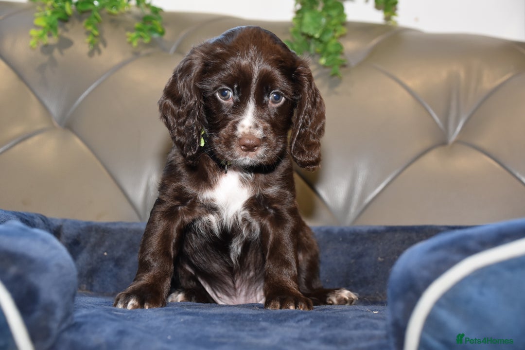 Cocker Spaniel dogs for sale: Kc Reg Health Tested Cocker Spaniel Puppies - Advert 11