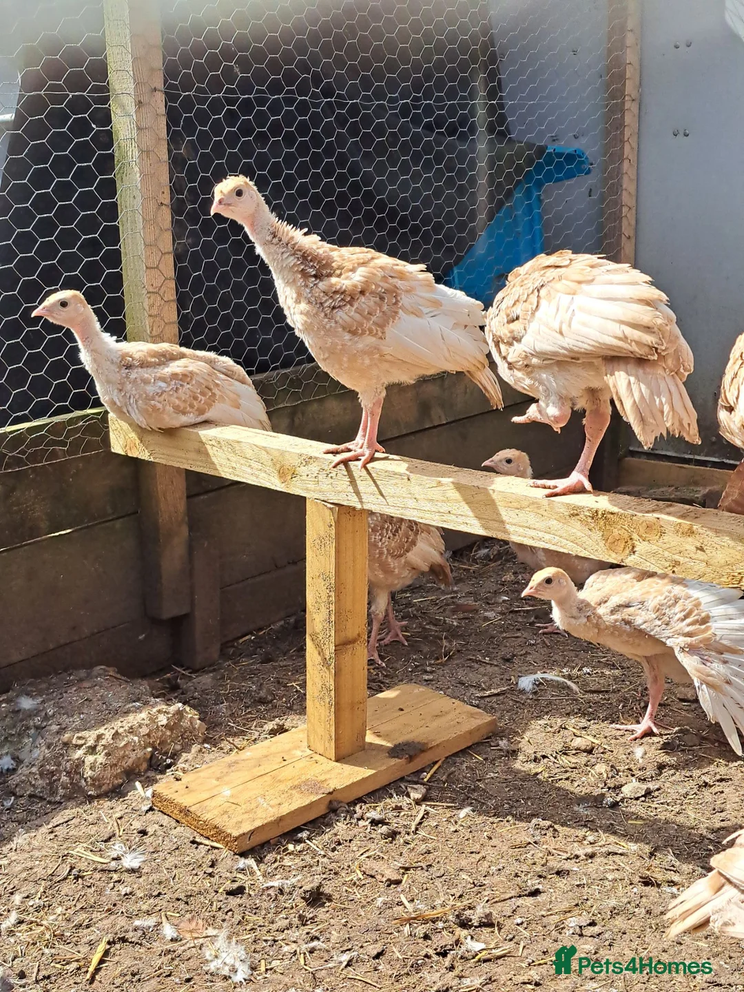 Turkeys poultry for sale: Red Bourbon Turkey poults - Advert 5