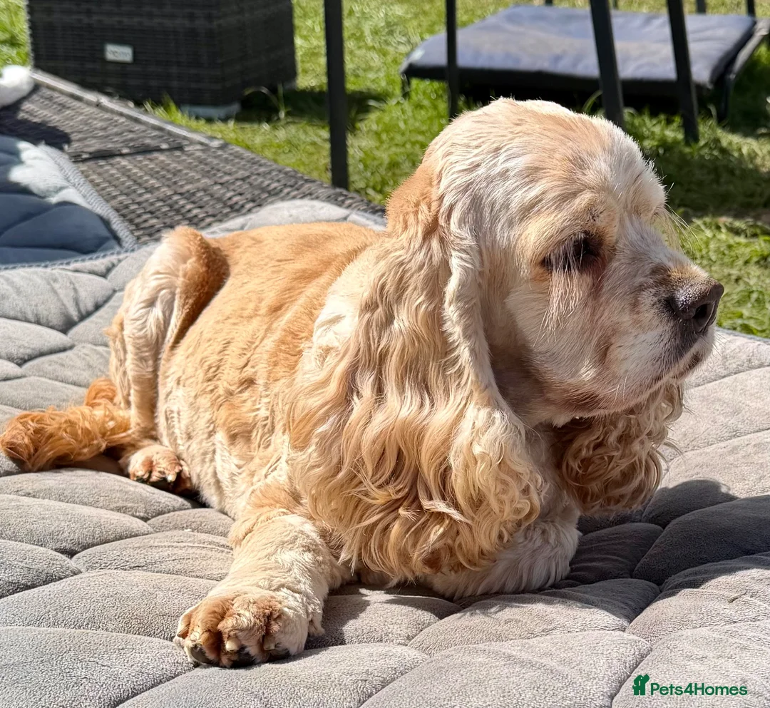 American Cocker Spaniel dogs for adoption: 🐾 AMBER – Cocker Spaniel  in West Malling - Advert 6
