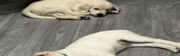 Golden Retriever dogs for sale: 6 golden retriever puppies ready for a new home - Advert 5