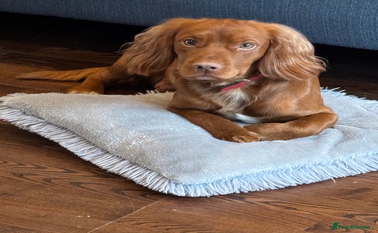 Cocker Spaniel dogs - Advert 1