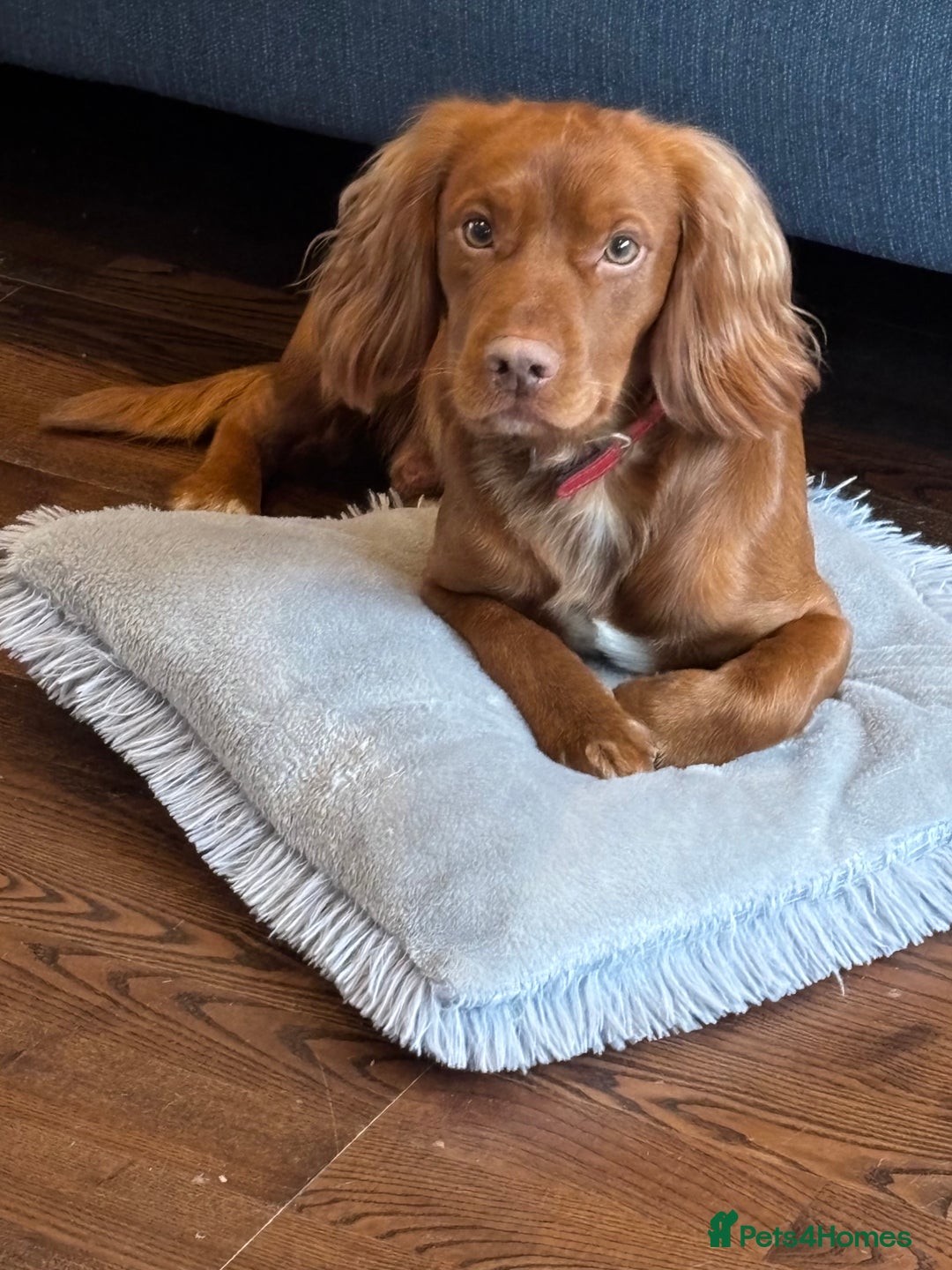 Cocker Spaniel dogs for stud: Master Charles White (KC name) - Image 1