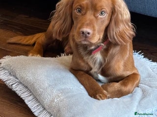 Cocker Spaniel dogs - Advert 27