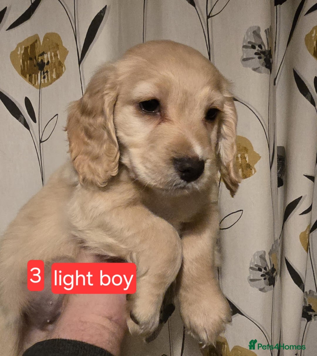 Cocker Spaniel dogs for sale: Cocker spaniel puppies  - Advert 6