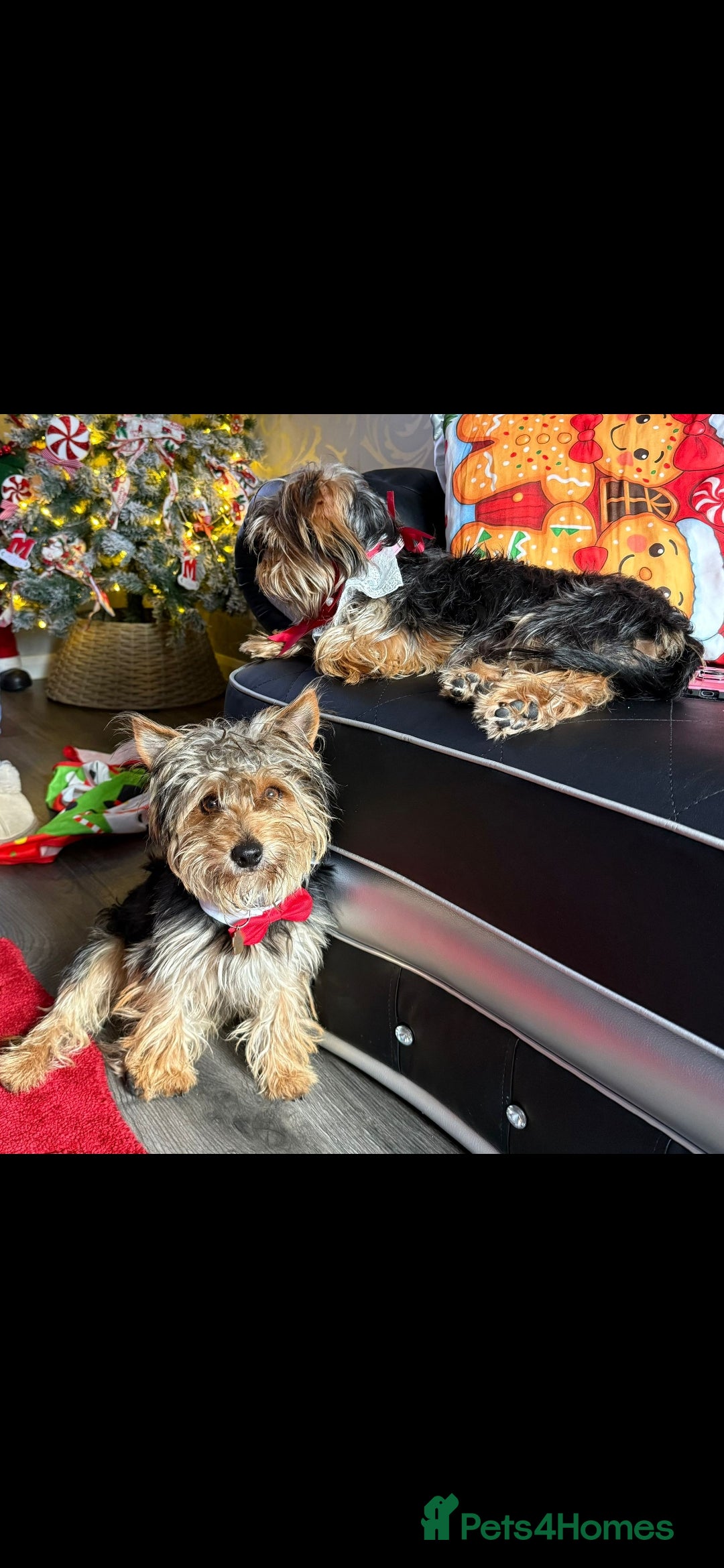 Yorkshire Terrier dogs Yorkshire terrier pure breed - Advert 3